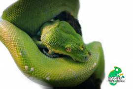 Зеленый питон Morelia viridis S