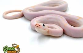 Сетчатый питон Python reticulatus Leucistic CB ...